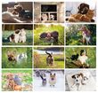 Cats & Dogs Wall Calendar 2026 - Stapled
