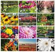 Garden Splendor Wall Calendar 2026 - Stapled