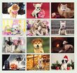 2023 Puppies Animal Calendar, Stapled Item CC-401 Monthly Images
