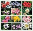 2023 Floral Beauty Wall Appoitment Calendar, Stapled, 11.5x18 Item CC-462 Monthly Images