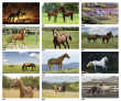 Horses, Animal Calendar 2023, Stapled JC-339 monthly images